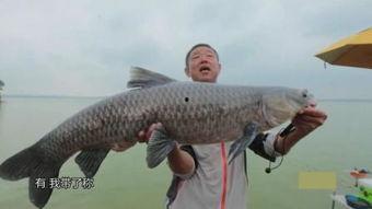 国产鱼视频,探寻中国水族文化的魅力与传承