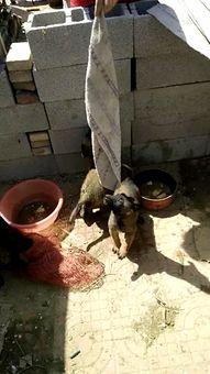 国产养殖视频,科技赋能下的绿色养殖之旅