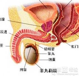 国产前列腺按摩培训视频,专业指导，呵护男性健康  第3张