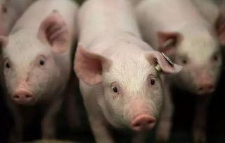 国产猪哪种最好卖的呢视频,揭秘最受欢迎的品种  第3张